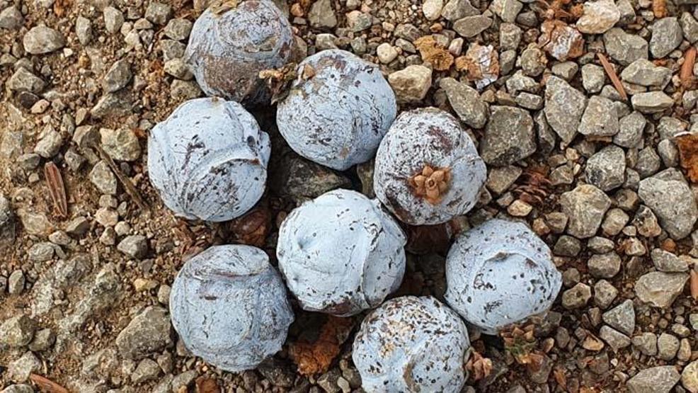 Bir kaşığında bile sayısız faydası var Koronavirüsten korunmak için talep patladı