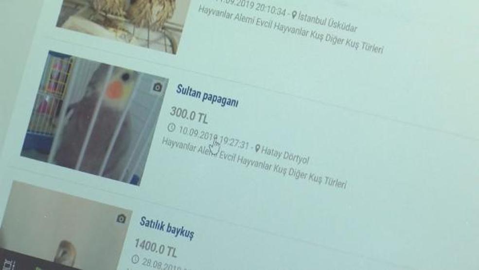 Yaban hayvanlarını internette satıp Türkiyenin her yerine gönderiyorlar