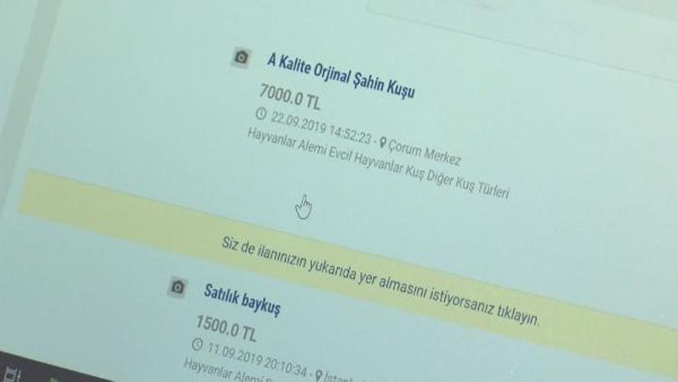Yaban hayvanlarını internette satıp Türkiyenin her yerine gönderiyorlar