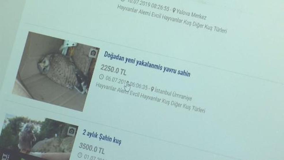 Yaban hayvanlarını internette satıp Türkiyenin her yerine gönderiyorlar