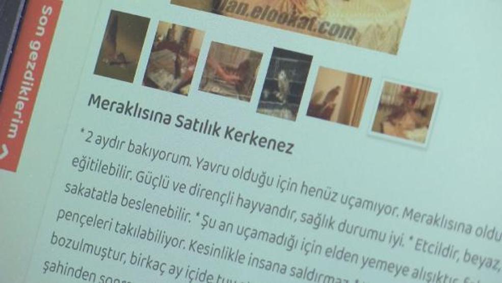 Yaban hayvanlarını internette satıp Türkiyenin her yerine gönderiyorlar