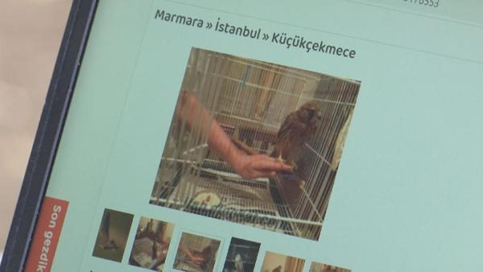 Yaban hayvanlarını internette satıp Türkiyenin her yerine gönderiyorlar