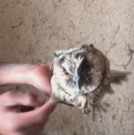 Yaban hayvanlarını internette satıp Türkiyenin her yerine gönderiyorlar
