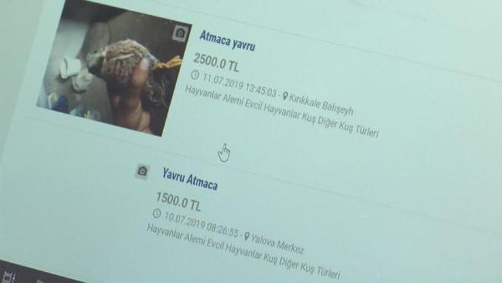 Yaban hayvanlarını internette satıp Türkiyenin her yerine gönderiyorlar