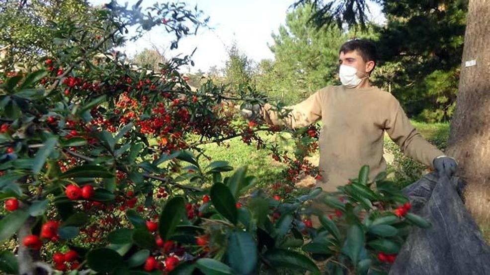 Aralık ve Ocak aylarında toplanıp ormana dikiliyor Yaban hayatı için çok önemli