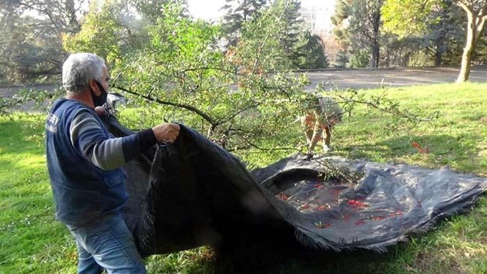 Aralık ve Ocak aylarında toplanıp ormana dikiliyor Yaban hayatı için çok önemli