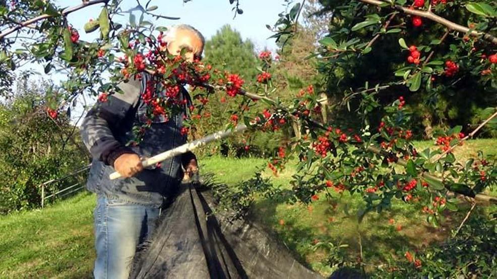 Aralık ve Ocak aylarında toplanıp ormana dikiliyor Yaban hayatı için çok önemli