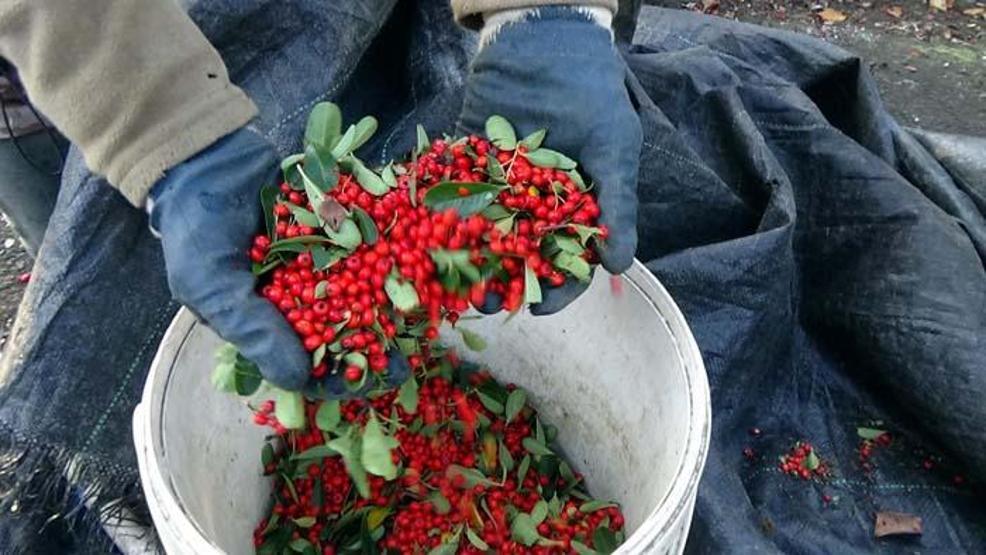 Aralık ve Ocak aylarında toplanıp ormana dikiliyor Yaban hayatı için çok önemli