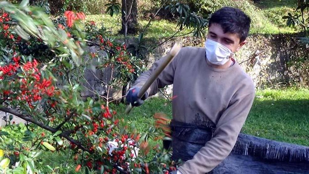 Aralık ve Ocak aylarında toplanıp ormana dikiliyor Yaban hayatı için çok önemli