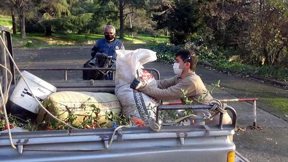 Aralık ve Ocak aylarında toplanıp ormana dikiliyor Yaban hayatı için çok önemli
