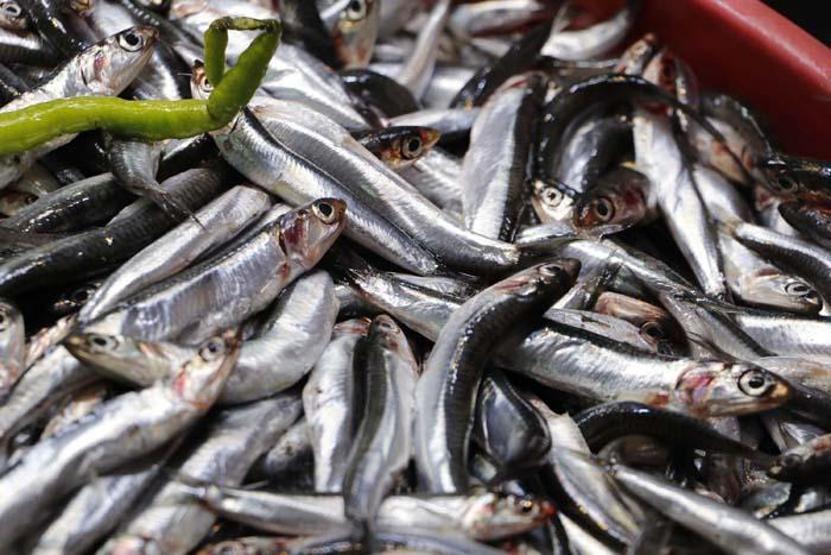 Haftada üç gün hamsi yiyerek, D vitamini ihtiyacımızı karşılayabiliriz