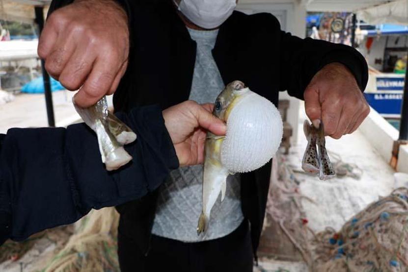 Kasları felç ederek, solunuma zarar veriyor İçindeki toplu iğne başı kadar zehir bile öldürüyor