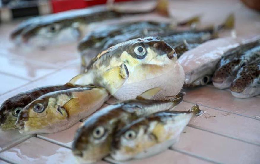 Kasları felç ederek, solunuma zarar veriyor İçindeki toplu iğne başı kadar zehir bile öldürüyor