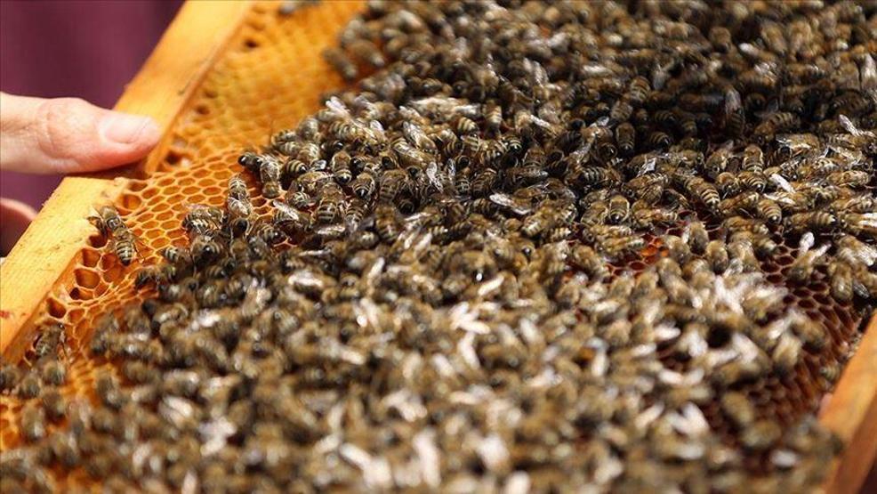 Yaşamın döngüsünü sağlayan arılar iklim değişikliğine kurban gidiyor