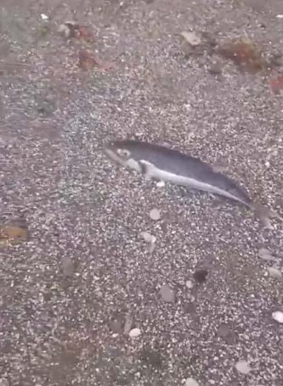 Ölü balon balıkları fırtına sonrası sahile vurdu