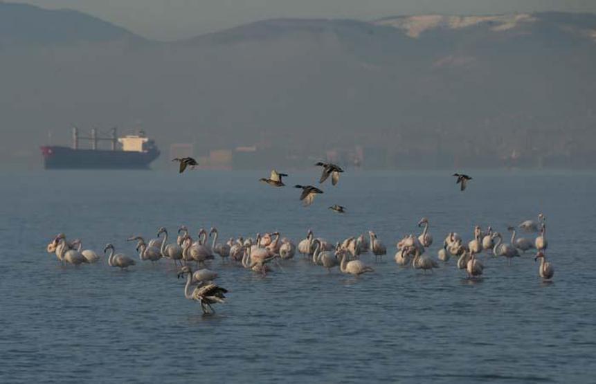 Flamingolardan görsel şov