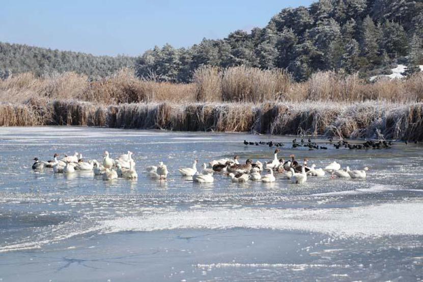 Kuş cenneti Yayla Gölü buz tuttu