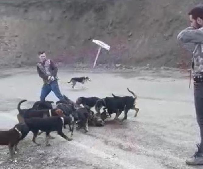Yaraladıkları yavru domuzu köpeklere parçalattılar