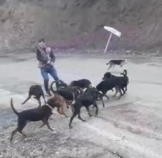 Yaraladıkları yavru domuzu köpeklere parçalattılar