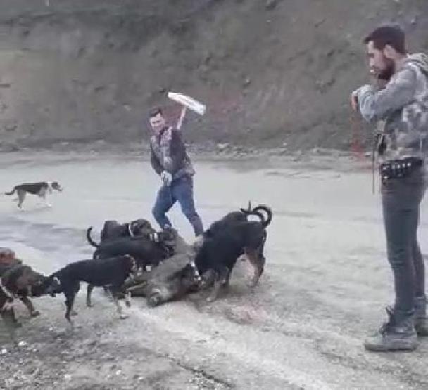 Yaraladıkları yavru domuzu köpeklere parçalattılar