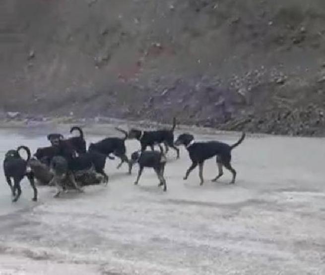 Yaraladıkları yavru domuzu köpeklere parçalattılar