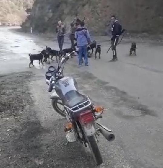 Yaraladıkları yavru domuzu köpeklere parçalattılar