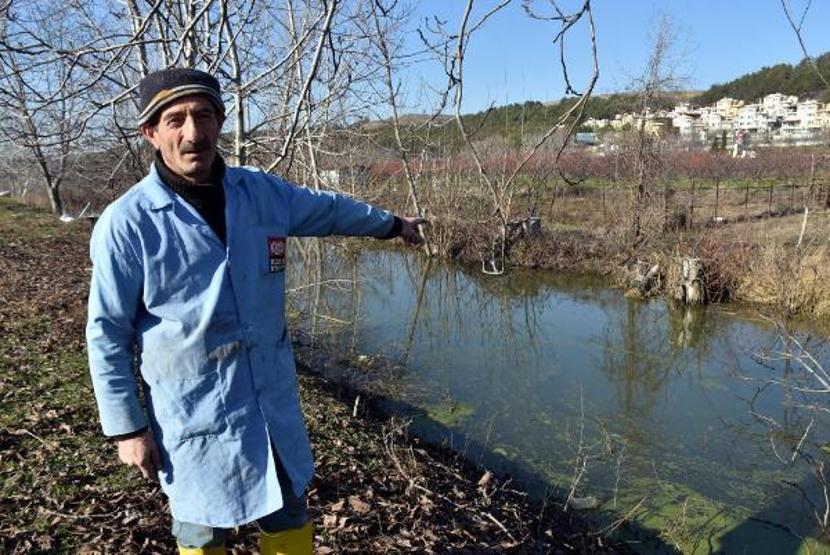 Binlerce su maymunu taşkın nedeniyle Edirneye geldi
