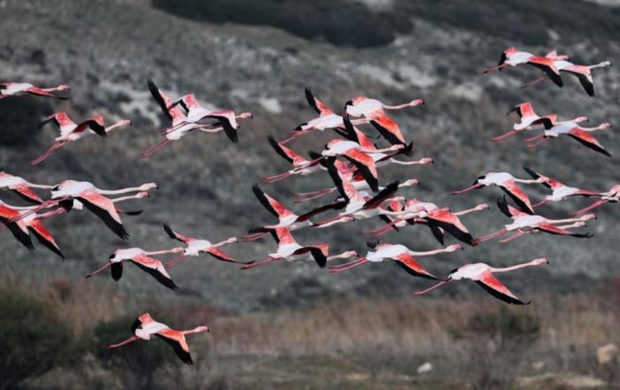 Gediz Deltasında kış hareketliliği