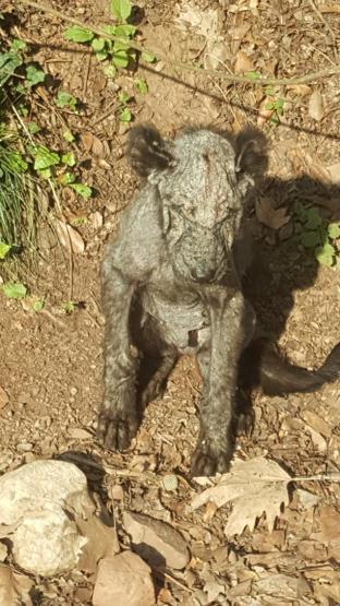 Ormanda ölmek üzereydi, 45 gün sonra yaşama döndü