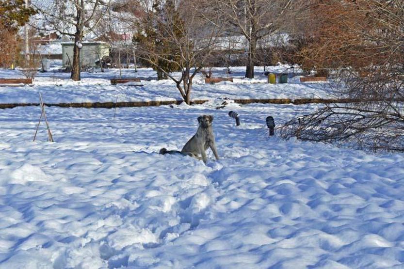 Gölbaşı Gölleri Tabiat Parkında kış güzelliği