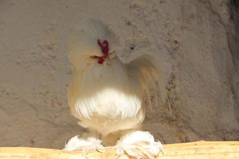 Osmanlı Sultan cinsi tavuklar, hobicilerin gözdesi