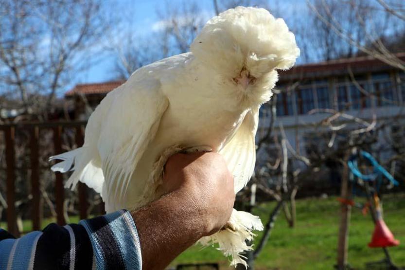 Osmanlı Sultan cinsi tavuklar, hobicilerin gözdesi