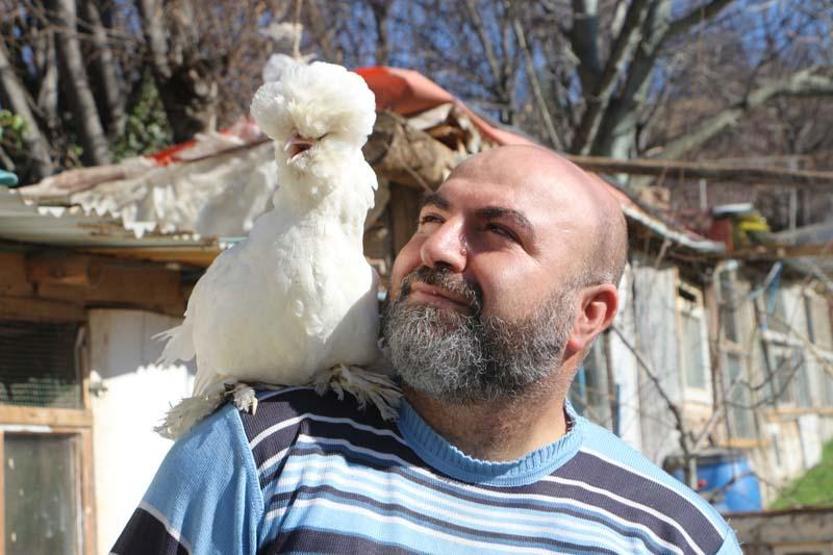 Osmanlı Sultan cinsi tavuklar, hobicilerin gözdesi