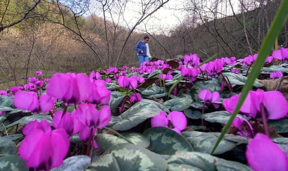 Batı Karadeniz yaylalarında renk cümbüşü