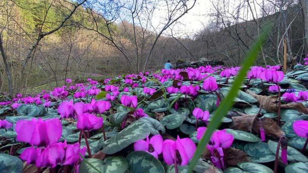 Batı Karadeniz yaylalarında renk cümbüşü