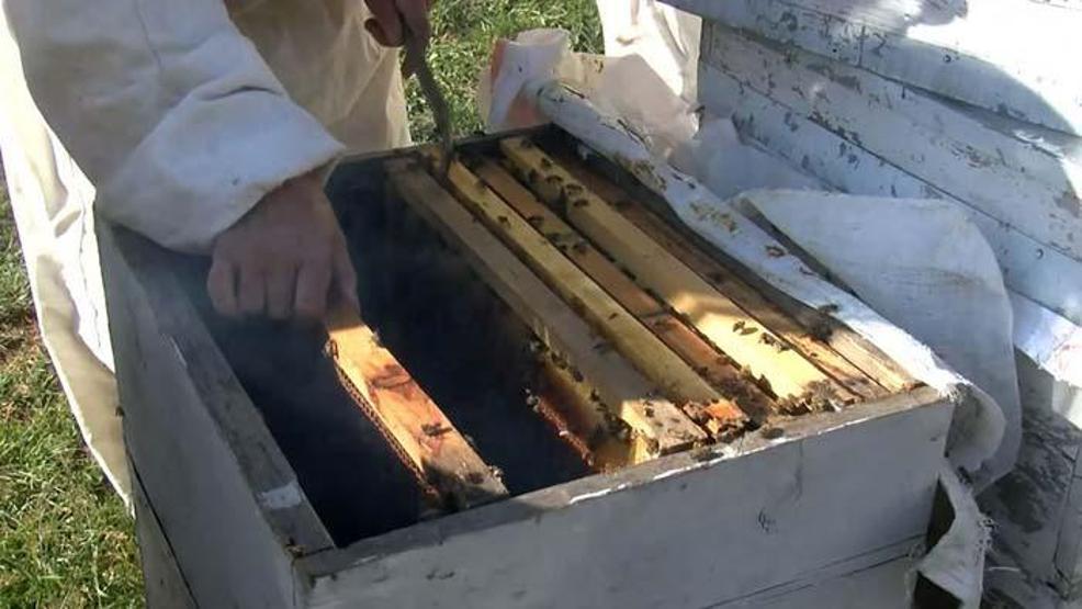 Karaciğer ve meme kanseri hücrelerini öldürdüğü ortaya çıktı Arı zehri mucizesi