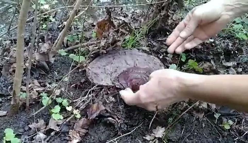 Doğada gezerken şans eseri ölümsüzlük mantarı buldu Kilosu 2 bin lira