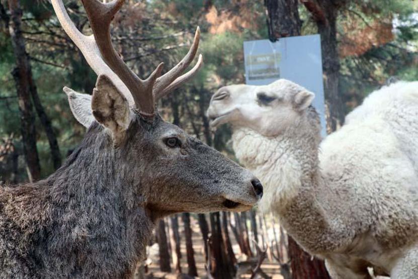 Türkiyenin ilk ve tek safari parkına yoğun ilgi