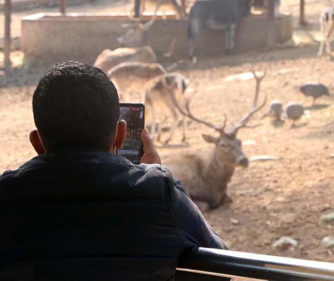 Türkiyenin ilk ve tek safari parkına yoğun ilgi