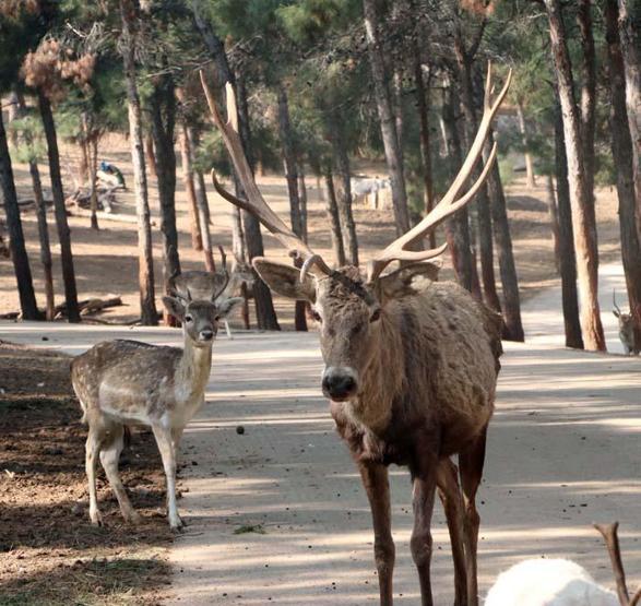 Türkiyenin ilk ve tek safari parkına yoğun ilgi