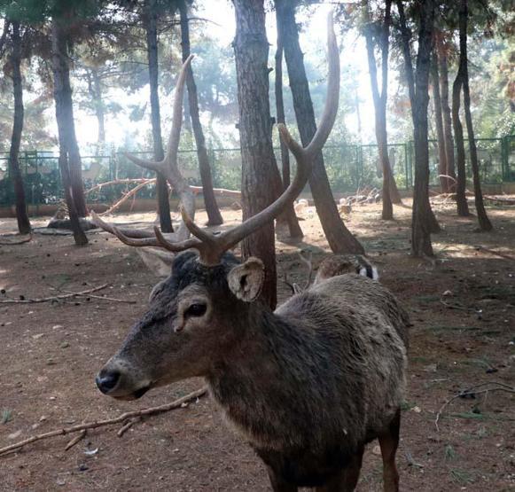 Türkiyenin ilk ve tek safari parkına yoğun ilgi