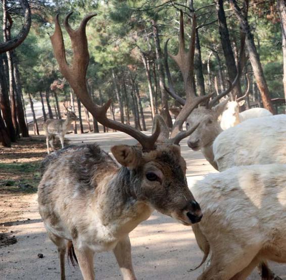 Türkiyenin ilk ve tek safari parkına yoğun ilgi