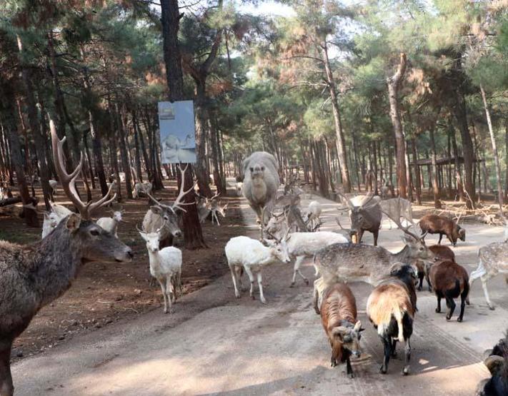 Türkiyenin ilk ve tek safari parkına yoğun ilgi