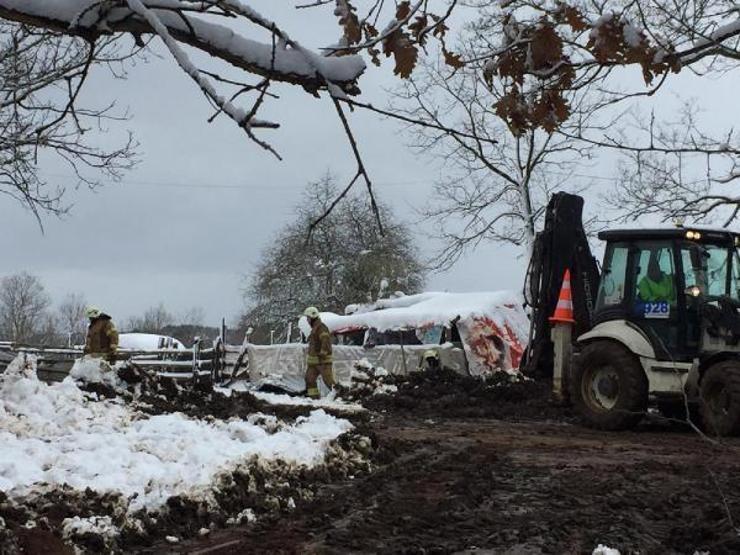 Şilede ahır çöktü: Hayvanlar enkaz altında kaldı