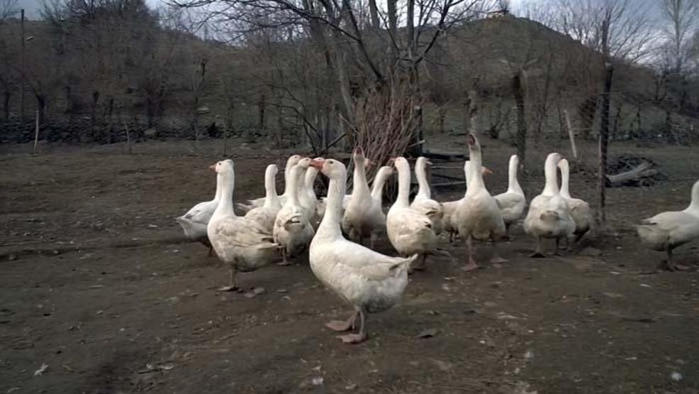 Yapamazsın diyenlere inat tüm birikimini bu işe yatırdı Şimdi talebe yetişemiyor