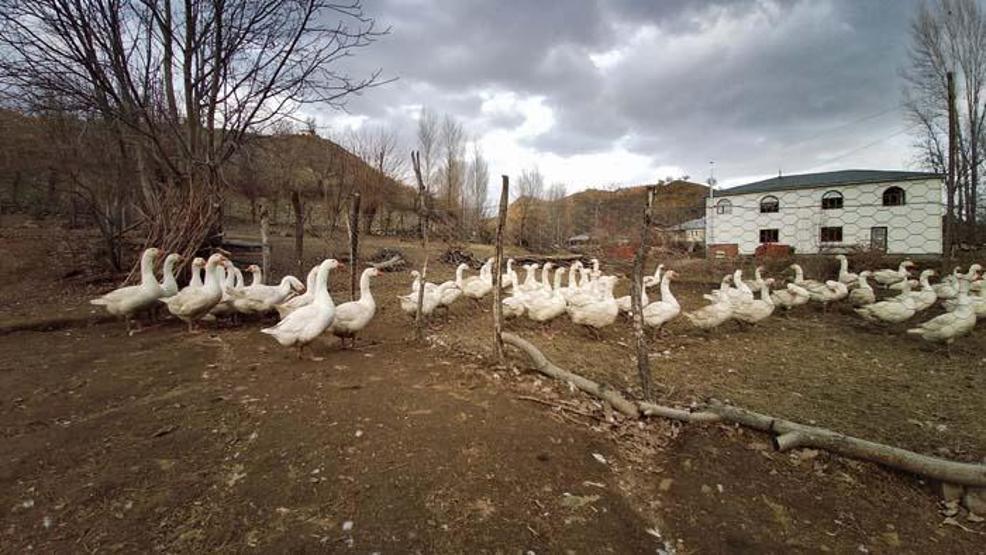 Yapamazsın diyenlere inat tüm birikimini bu işe yatırdı Şimdi talebe yetişemiyor
