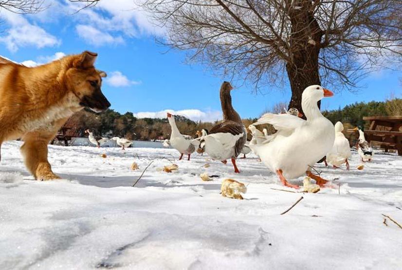 İzmir Karagöl Tabiat Parkından kar manzaraları