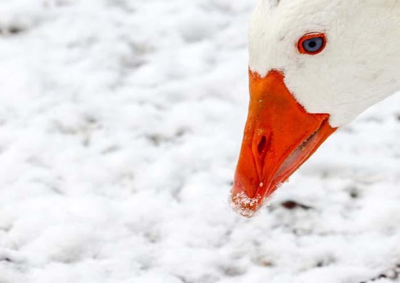 İzmir Karagöl Tabiat Parkından kar manzaraları