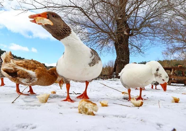 İzmir Karagöl Tabiat Parkından kar manzaraları