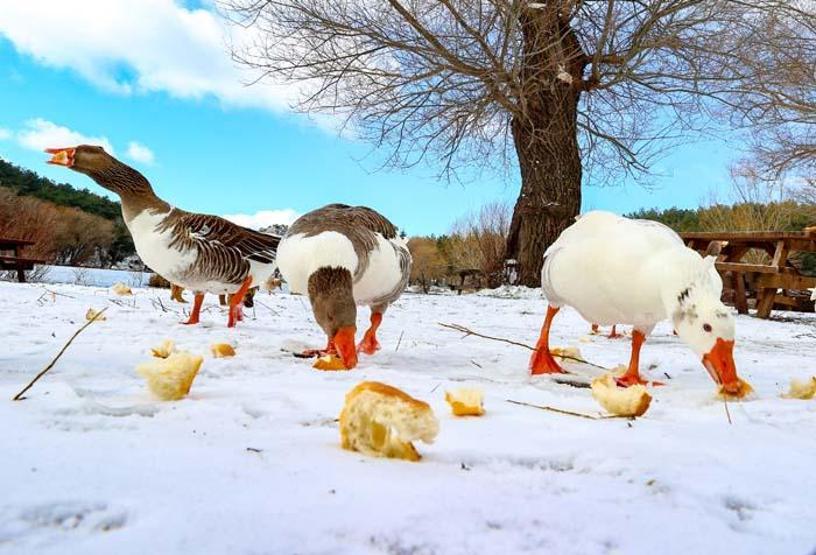 İzmir Karagöl Tabiat Parkından kar manzaraları